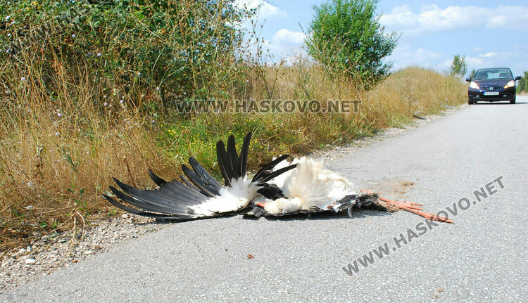 Читател: Прегазиха щъркел по пътя между Хасково и Гарваново