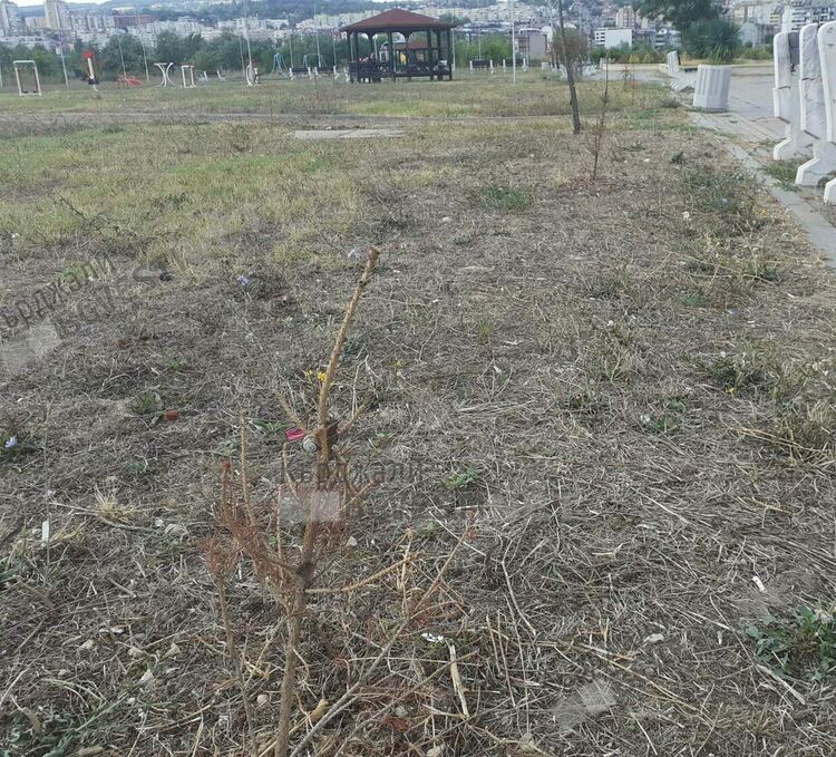 След залесяването през април в "Арпезос - Север", нито една фиданка сребрист смърч не оцеля