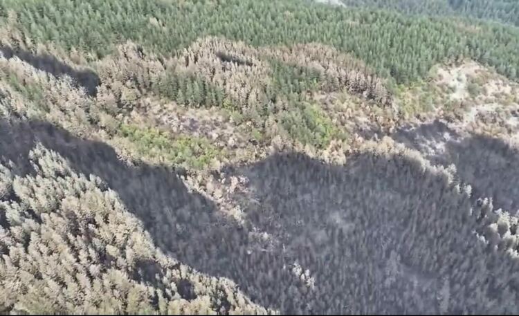 Тъжна равносметка! 1700 декара е глътнал огнения ад край Хвойна