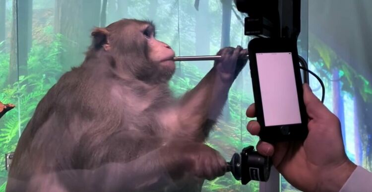 Ужасяващата съдба на маймуните, получили мозъчни импланти на Neuralink