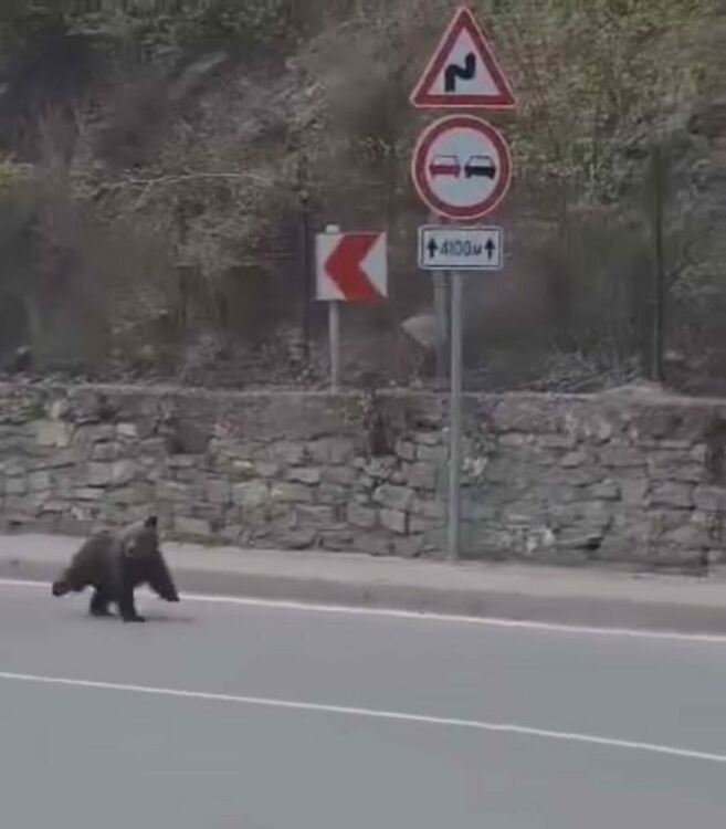 Мече тича посред бял ден в центъра на Михалково
