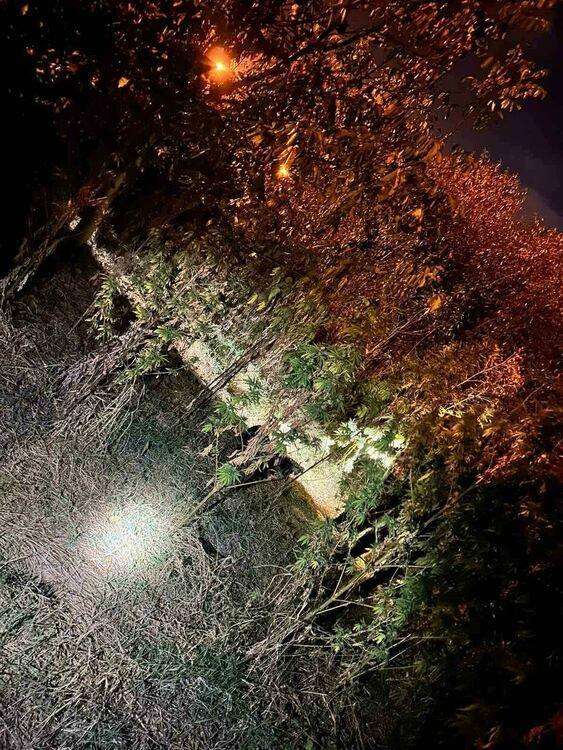 Задържаха двама младежи за отглеждане и бране на марихуана