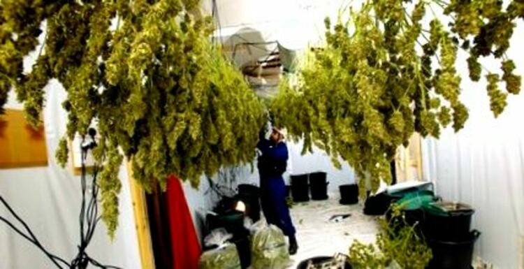 Задържаха хасковлия с 2.5 кг канабис, хванаха го докато суши дрогата