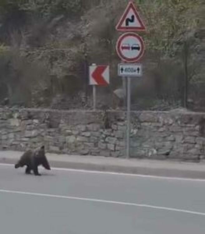 150 щети са нанесли през годината  мечки на територията на област Смолян. 
