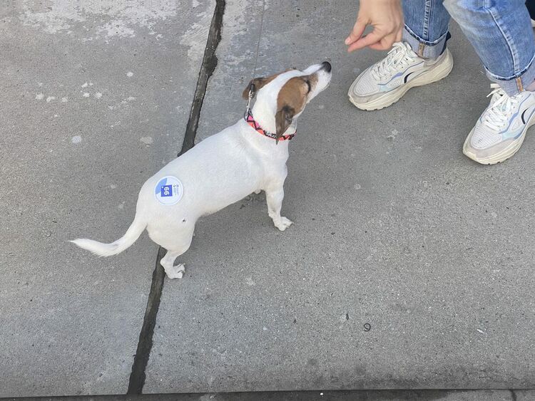 6 кандидати с № 66 за Димитровград представи „Демократична България“