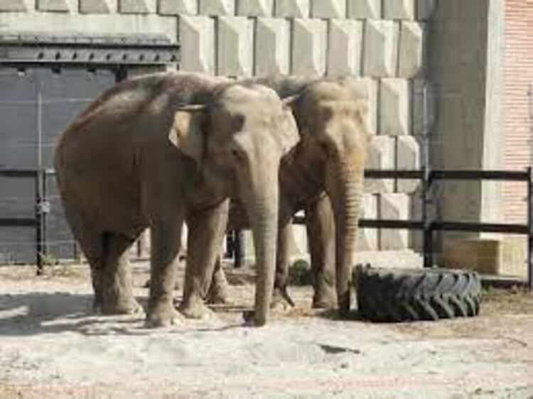 Фалшива фейсбук страница на столичния зоопарк разпространява невярна информация