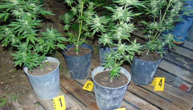 Задържаха хасковлия за над 6 кг марихуана