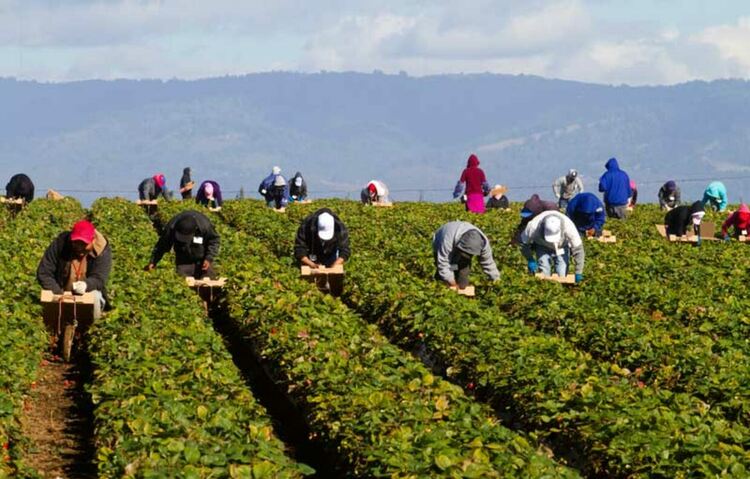 Сезонните работници се осигуряват здравно сами, напомнят от НАП