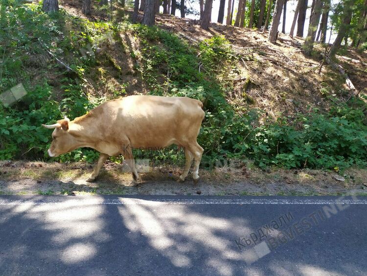 Задържаха крадец на крава при Калинка
