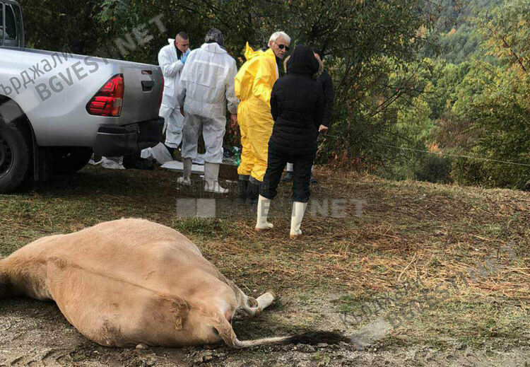Откриха огнище на бруцелоза в Кирковско,евтаназираха 18 млечни крави