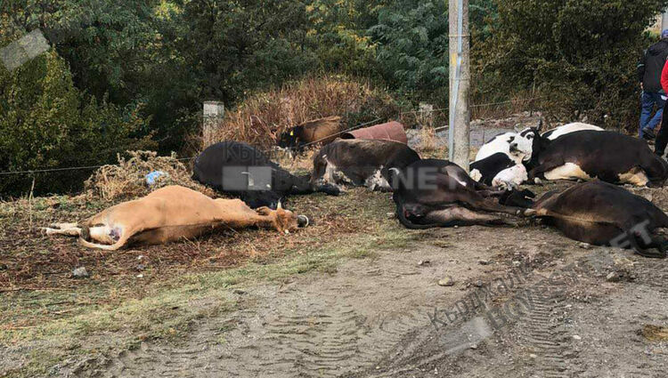 Откриха огнище на бруцелоза в Кирковско,евтаназираха 18 млечни крави