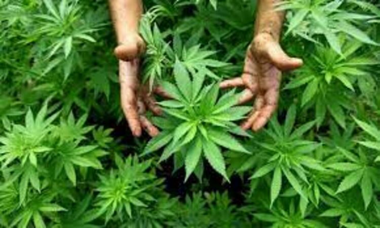 Отглеждат конопа/канабиса/ от столетия  в Златоградско,сочат названия на местности