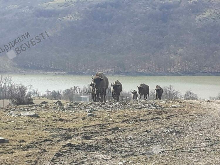 Фондация „По-диви Родопи“ ще представи в Кърджали документалния филм „Кръговратът на живота в Родопите“