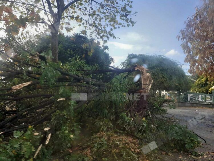 Множество повалени дървета след бурята