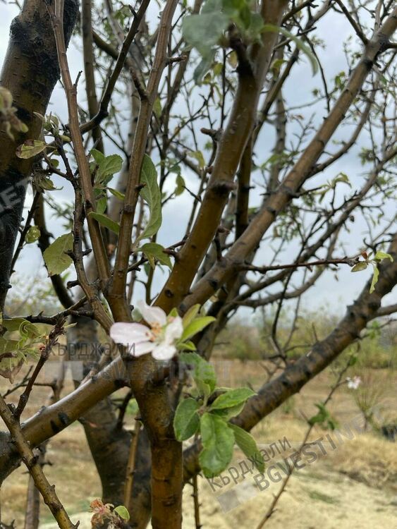    Ябълки цъфнаха и дадоха втора реколта в Джебелско заради дългото лято, последваха ги и лози