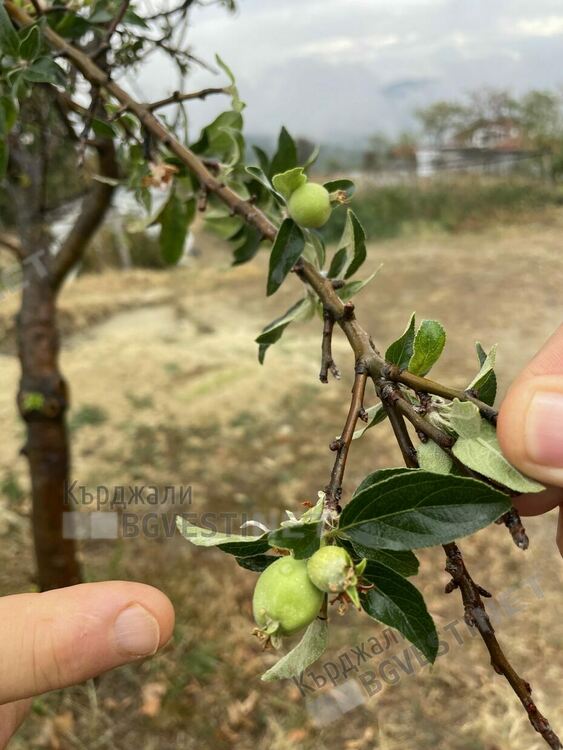    Ябълки цъфнаха и дадоха втора реколта в Джебелско заради дългото лято, последваха ги и лози