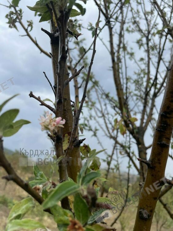    Ябълки цъфнаха и дадоха втора реколта в Джебелско заради дългото лято, последваха ги и лози