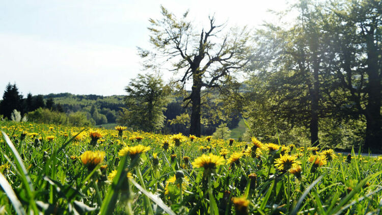 81% от есествените местообитания в Европа са във влошено състояние