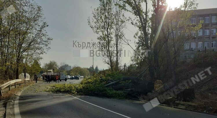 Санитарна сеч в района на КАТ доведе до задръстване в сутрешните часове