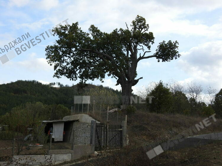 Тракийският дъб