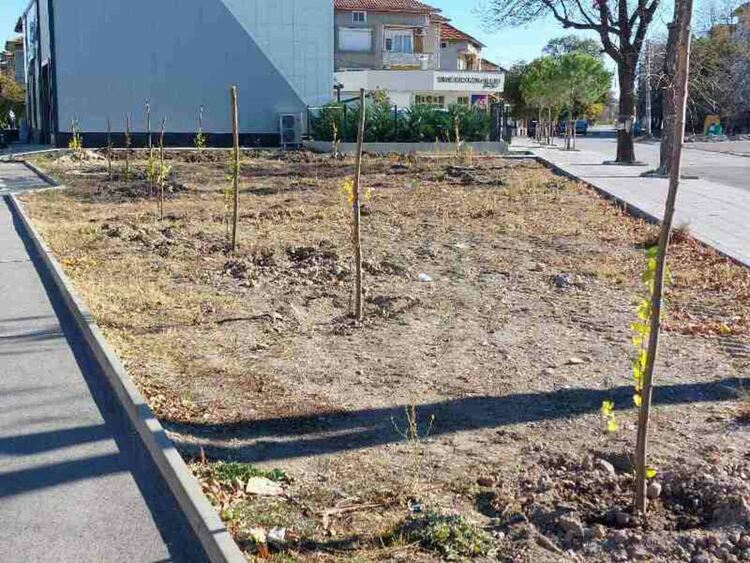 Служители на Община Първомай проведоха залесителна кампания