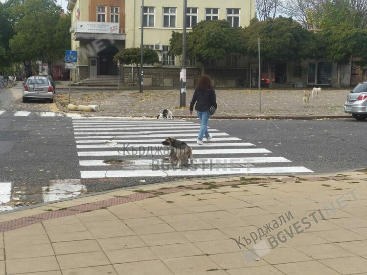 Бездомните кучета в Кърджали,пресичат на пешеходна пътека, дават пример на кърджалийци