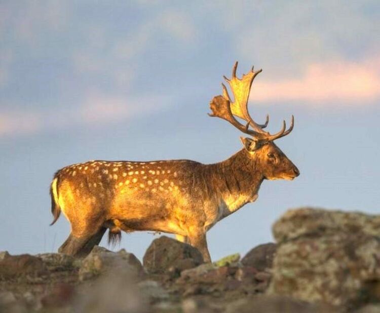 Продължава разселването на елени лопатари в ЛРС „Бели брези“