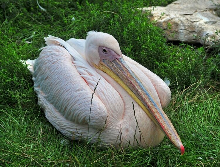 Ранен розов пеликан