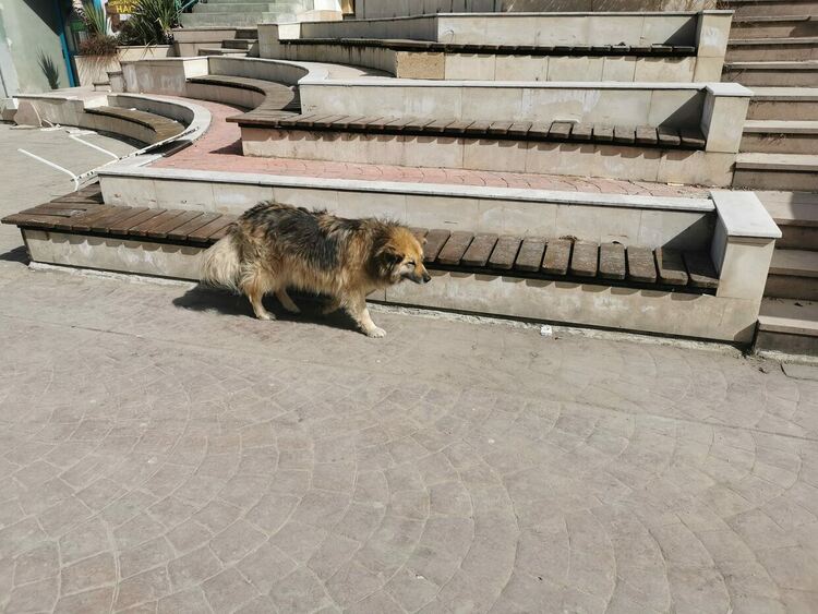 В Девин ще кастрират безплатно кучета