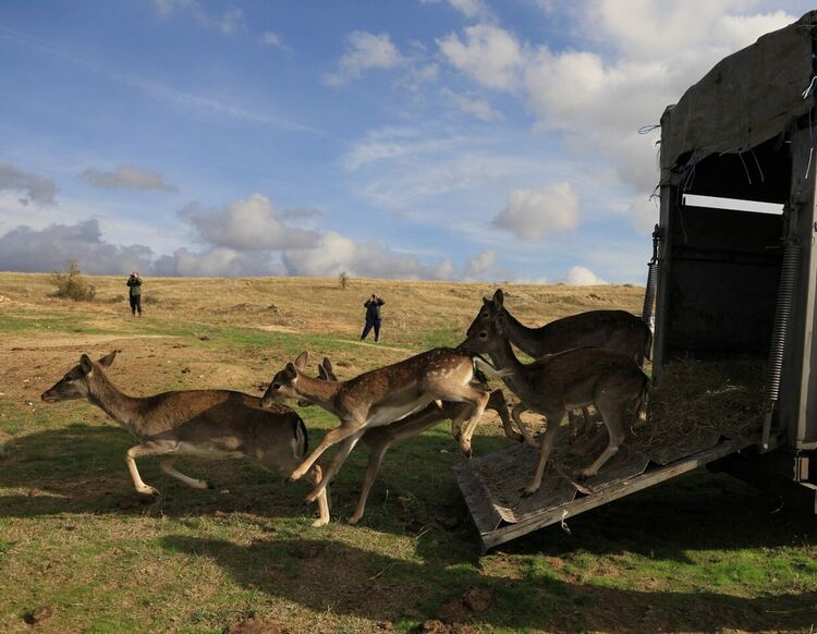 Започна разселване на елен лопатар в Сакар