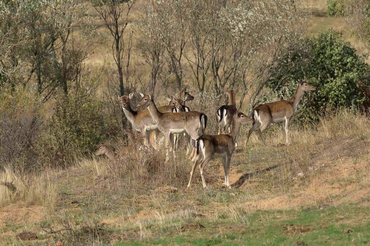 Започна разселване на елен лопатар в Сакар