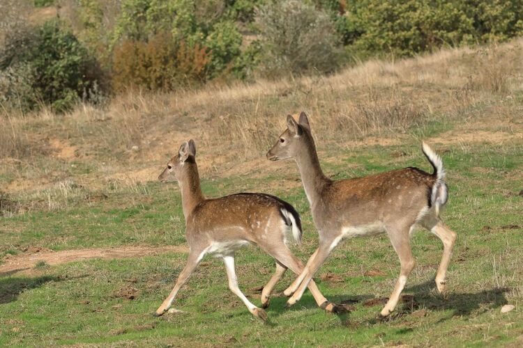 Започна разселване на елен лопатар в Сакар