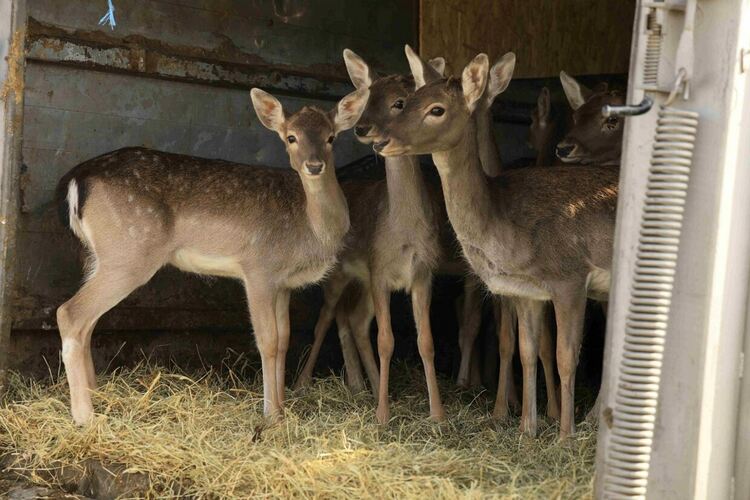 Започна разселване на елен лопатар в Сакар