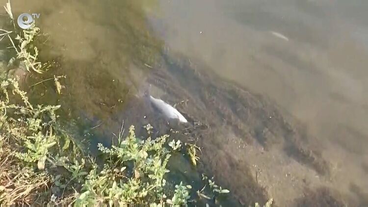 РИОСВ-Смолян налага санкции на строителна фирма за замърсяване на река Черна