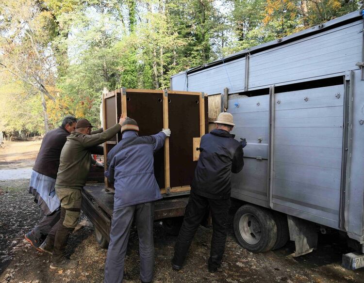 Започна разселване на елен лопатар в Сакар