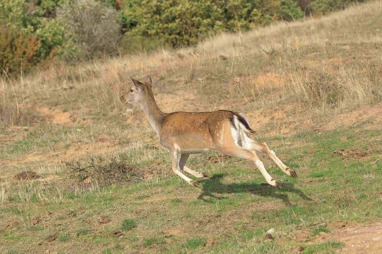 Започна разселване на елен лопатар в Сакар