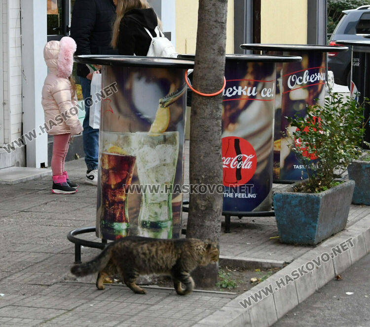 Ученичка от Хасково с акция за набиране на средства за изхранване на бездомни животни