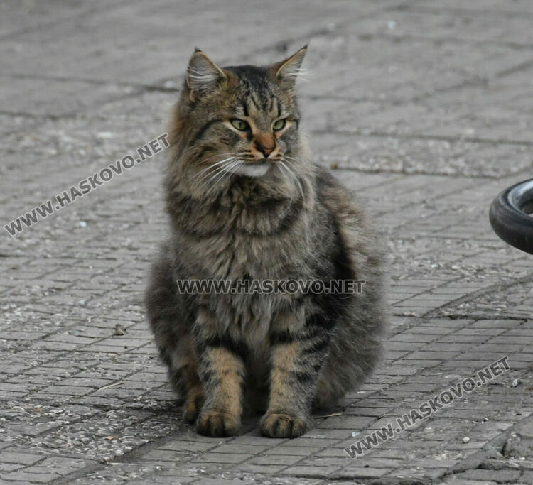 Ученичка от Хасково с акция за набиране на средства за изхранване на бездомни животни