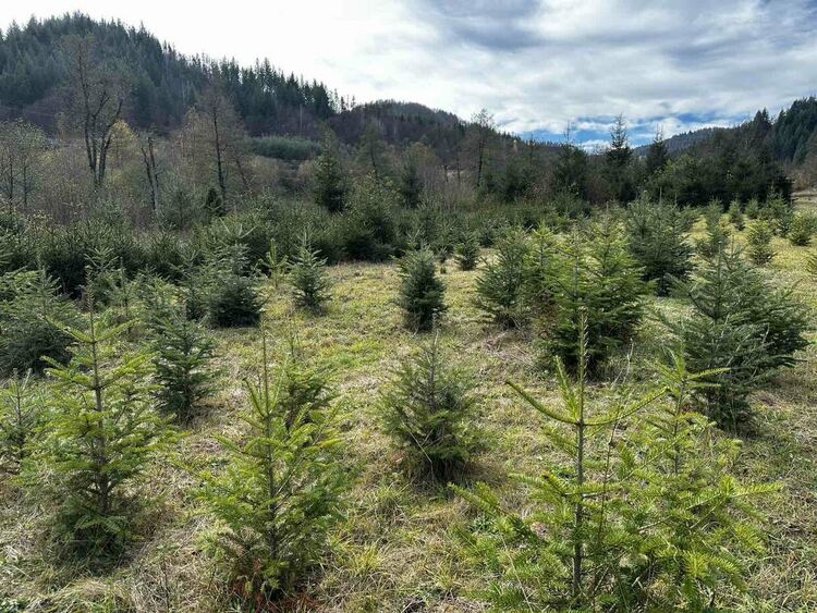 Над 20 000 коледни елхи пуска за продажба ЮЦДП
