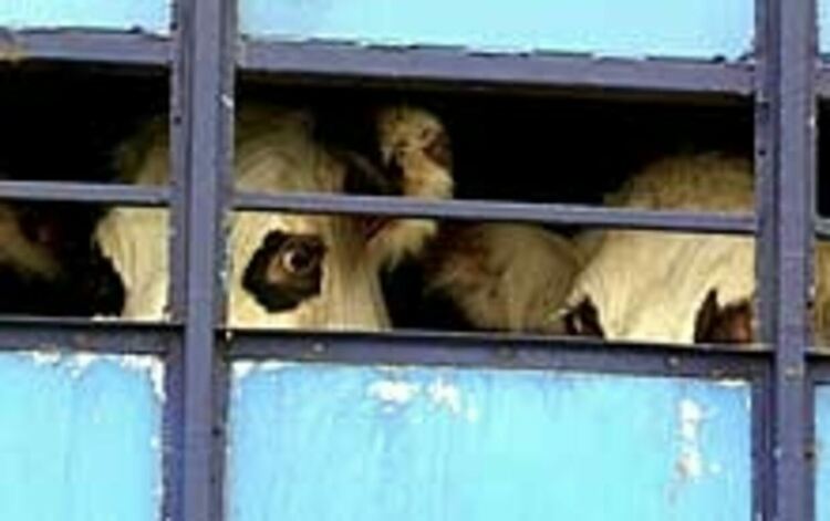 Полицаи от Момчилград установиха незаконен превоз на животни