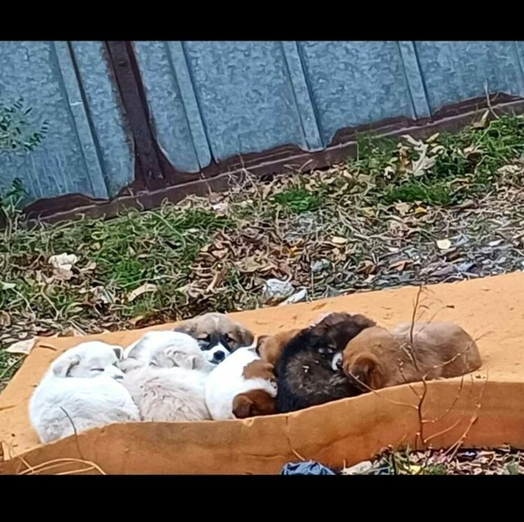 Търсят осиновители за малки кученца, изоставени в кв. Изток