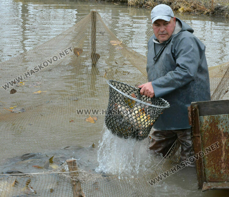 Опитният рибар Георги Петров: Двулетка шаран е най-идеалният вариант за Никулденската трапеза