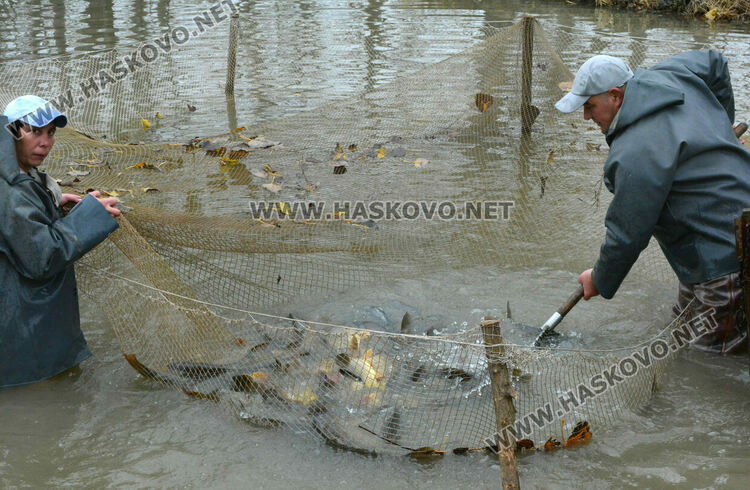 Опитният рибар Георги Петров: Двулетка шаран е най-идеалният вариант за Никулденската трапеза