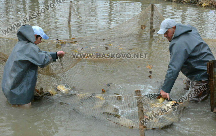Опитният рибар Георги Петров: Двулетка шаран е най-идеалният вариант за Никулденската трапеза