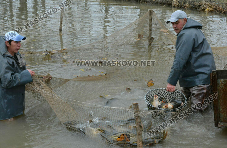 Опитният рибар Георги Петров: Двулетка шаран е най-идеалният вариант за Никулденската трапеза