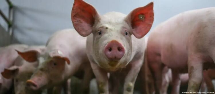 Какво месо ядем: ужасяващи кадри от испанска свинеферма