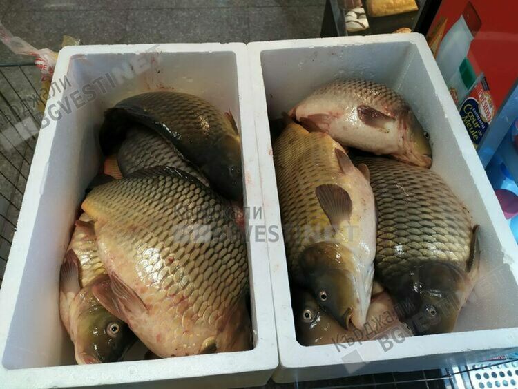 Търговските вериги в ценова война за шарана за Никулден в Кърджали