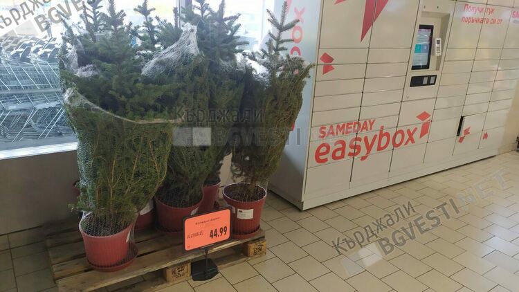 Подарете си щастливо коледно дърво,което да засадите сред природата