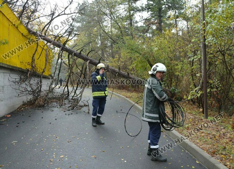 Огромен бор падна върху оградата на хасковския стадион