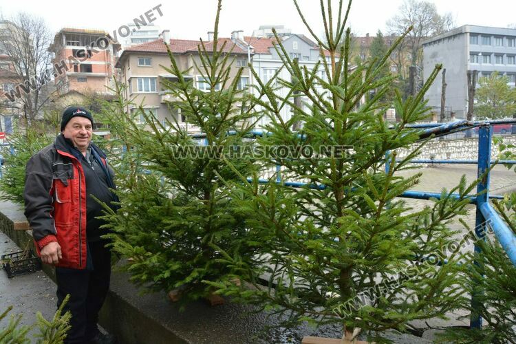 Първите живи елхи вече са на пазара в Хасково